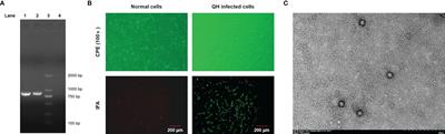 Feline Panleukopenia Virus With G299E Substitution in the VP2 Protein First Identified From a Captive Giant Panda in China